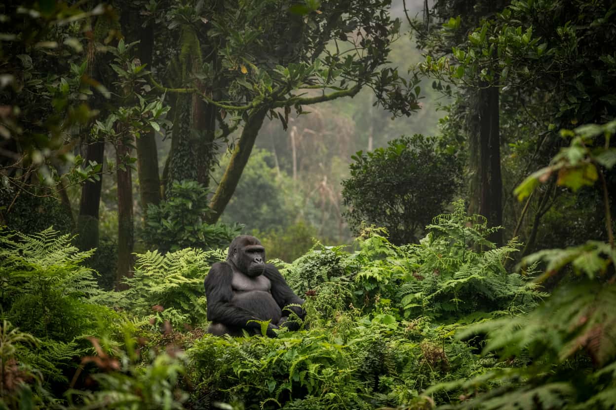 Mountain Gorilla Recovery