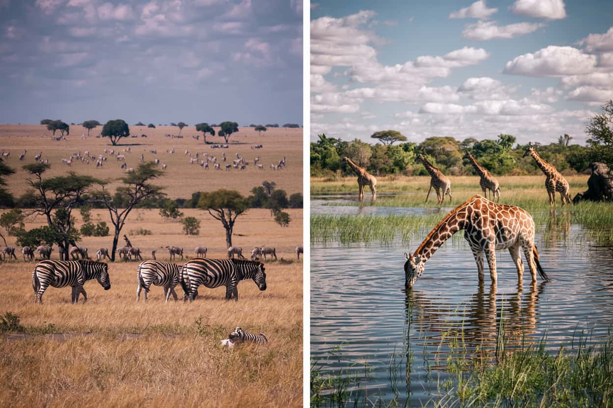 East vs Southern Africa