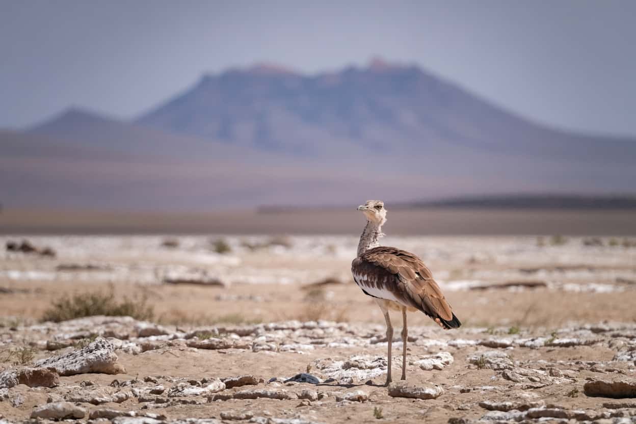 Off-the-Beaten-Path Safari Destinations