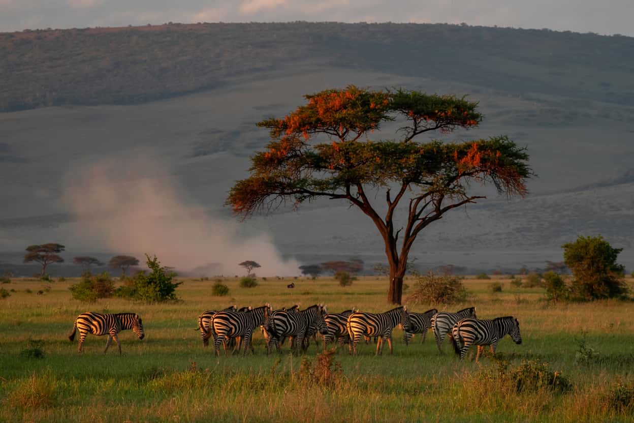 Best time to visit African safari destinations