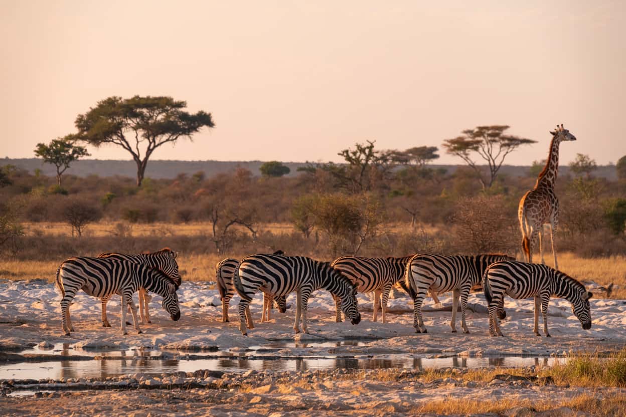 Lush African landscape during green season